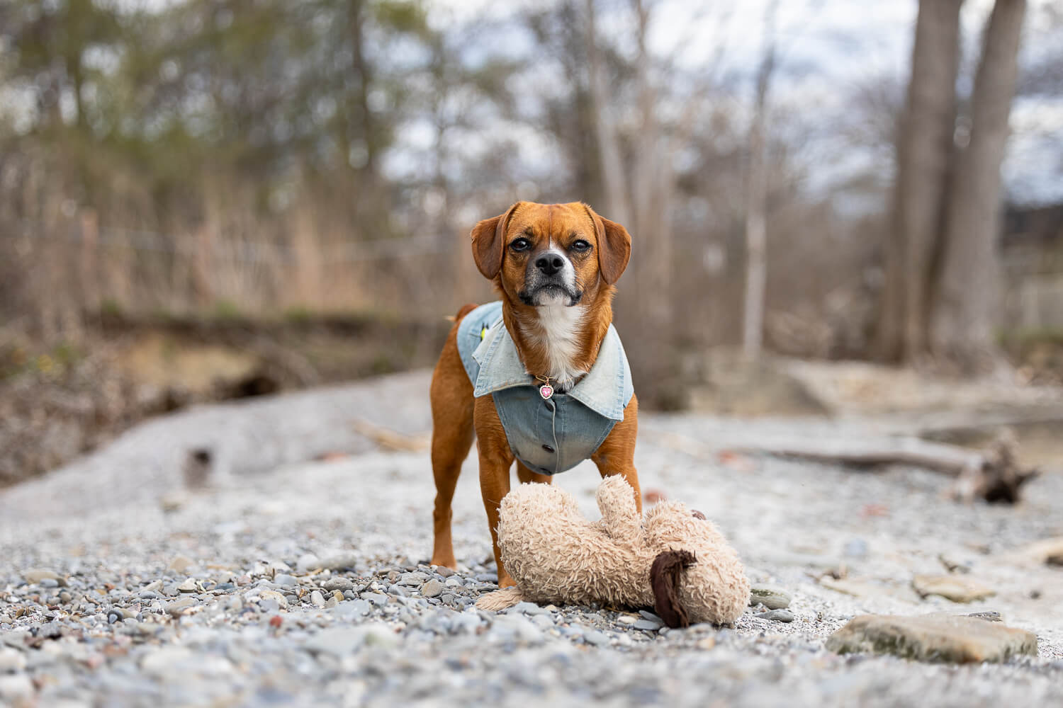 dog portrait in Mississauga, Ontario puppy posing with her favourite toy in Mississauga.