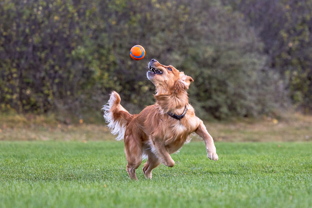 golden retriever photoshoot dog action shot of a golden retriever during a pet photoshoot in Hamilton, Ontario