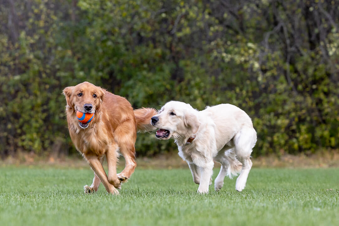 golden retriever playing two golden retriever playing ball at the Bernie Arbour Park in Hamilton, Ontario