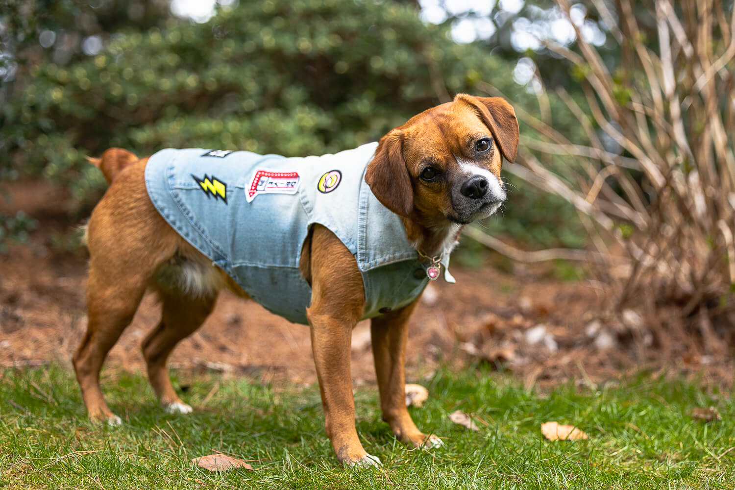 pet photography Mississauga Dog posing at a park in Mississauga for a pet photoshoot.