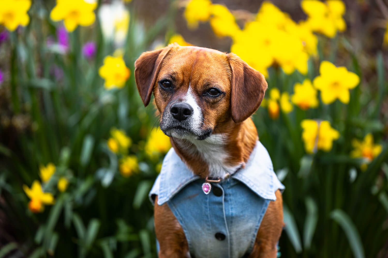 pet portraits in Brueckner Rhododendron Gardens pet portrait in Brueckner Rhododendron Gardens