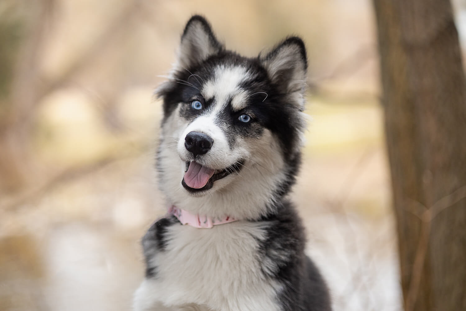 puppy photoshoot in Burlington a Canadian Eskimo puppy photoshoot at Lowville Park