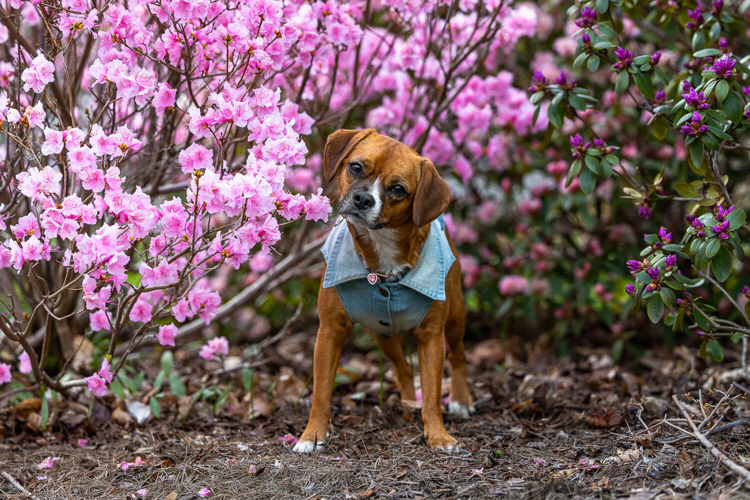 puppy photoshoot in Mississauga, Ontario spring puppy portrait Brueckner Rhododendron Gardens
