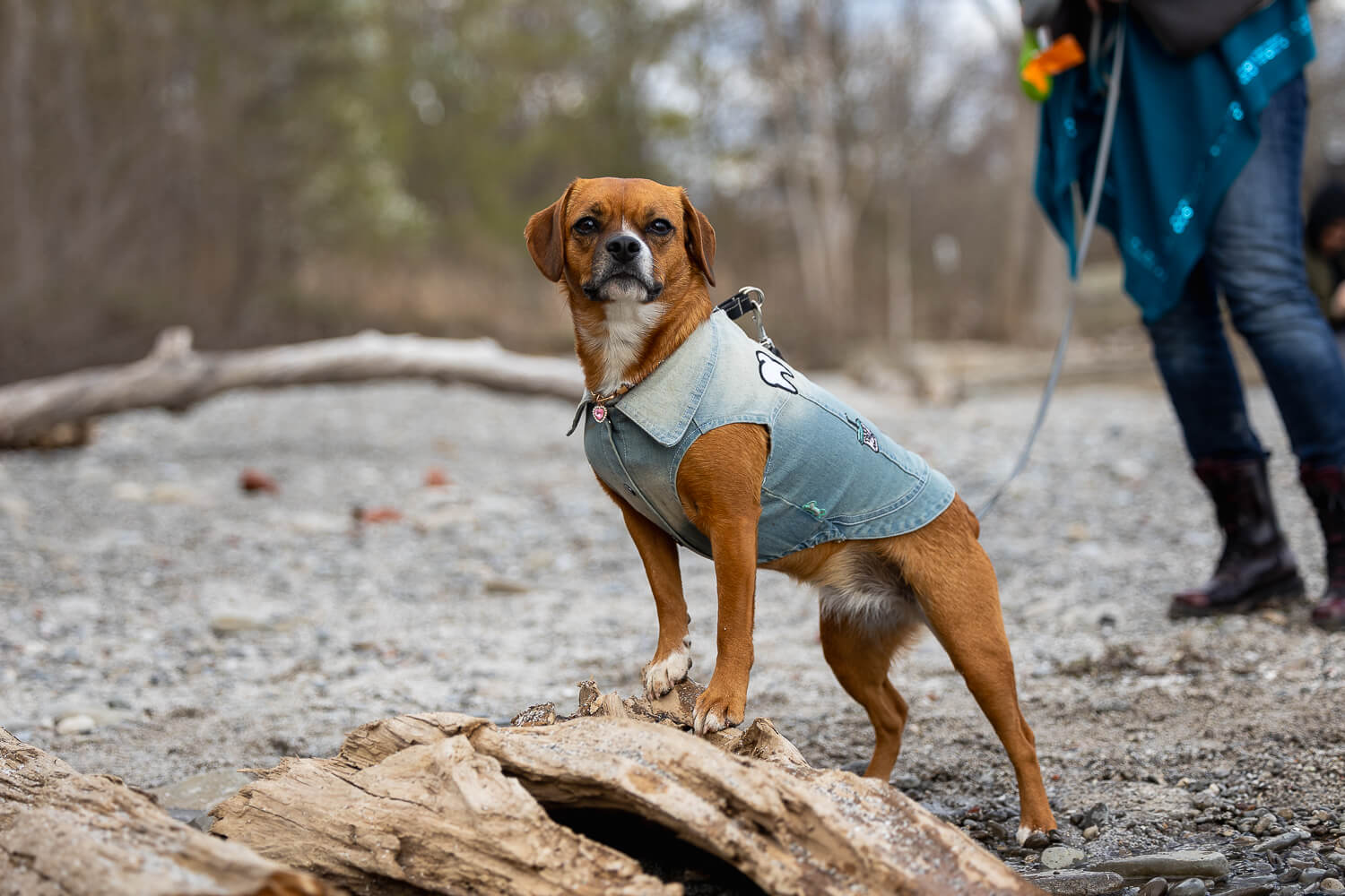 puppy portrait in Mississauga park