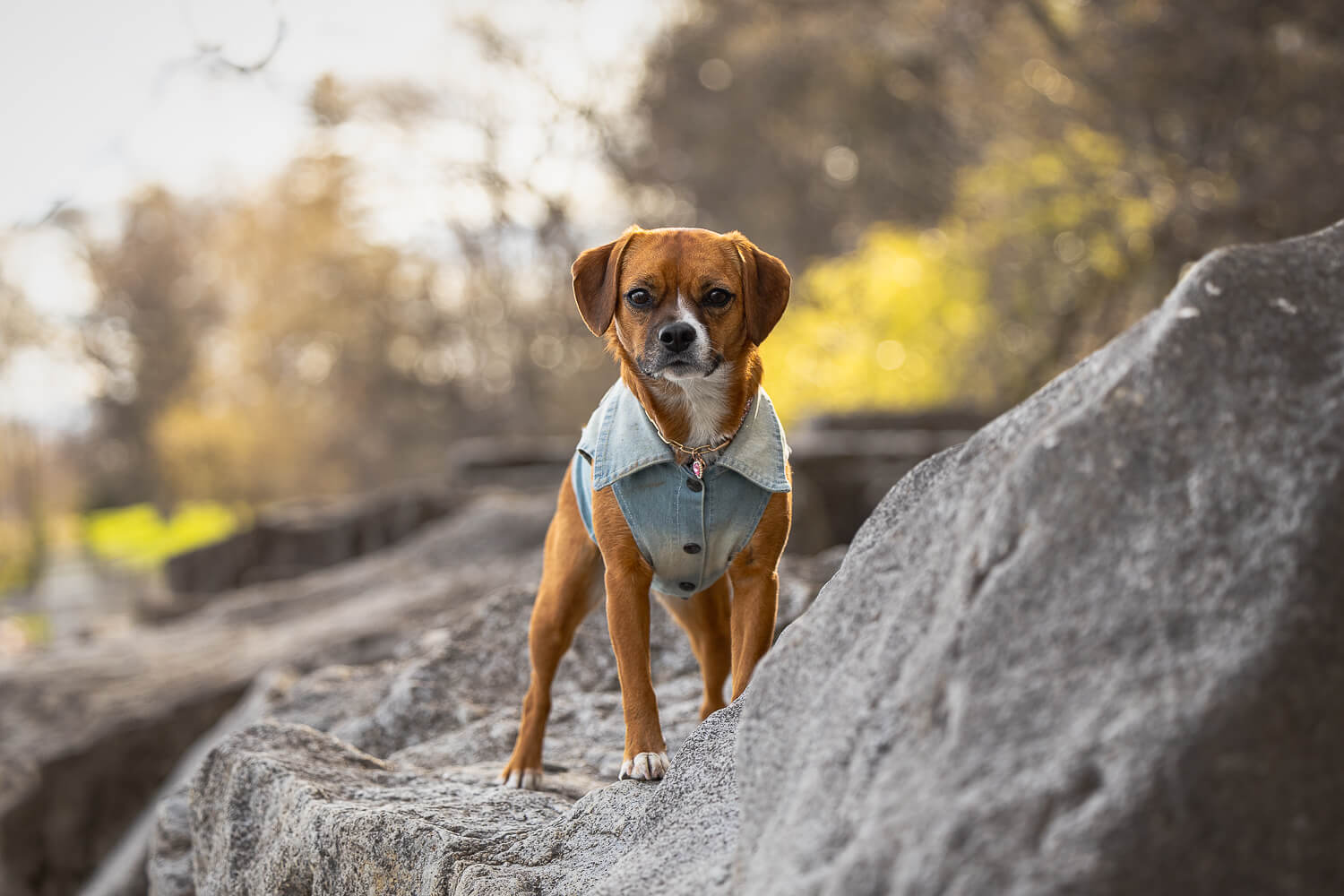 puppy portrait in Mississauga park dog posing at a beach in Mississauga.