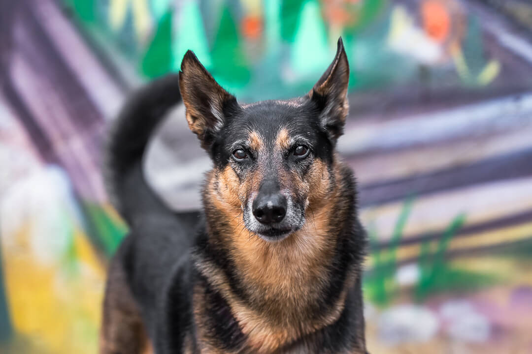 toronto pet photographer dog being photographed in Toronto, Ontario