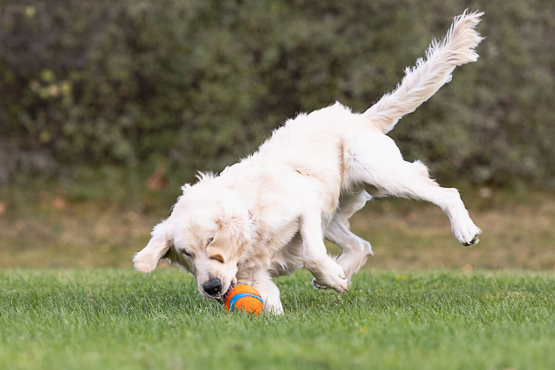 white golden retriever puppies white golden retriever puppy catching a ball in a photoshoot in Hamilton, Ontario