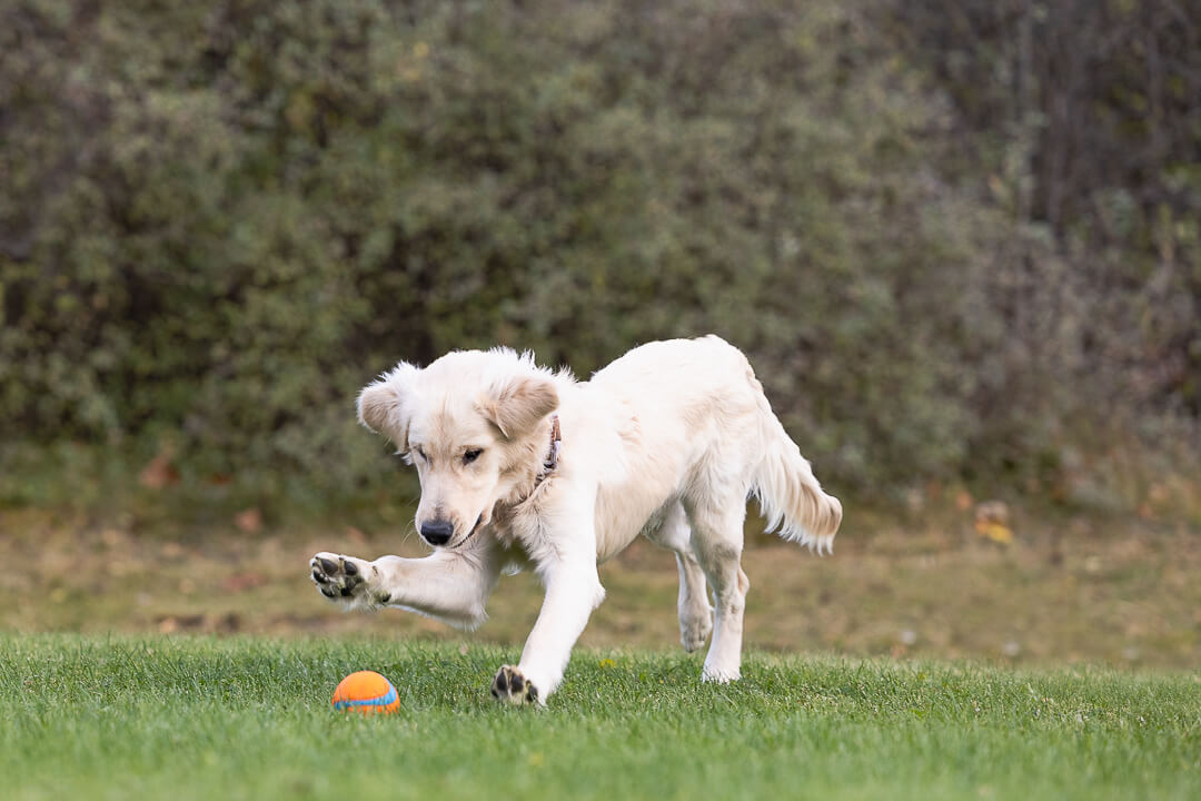 white golden retriever a photoshoot of a white golden retriever puppy playing with a ball in Hamilton, Ontario