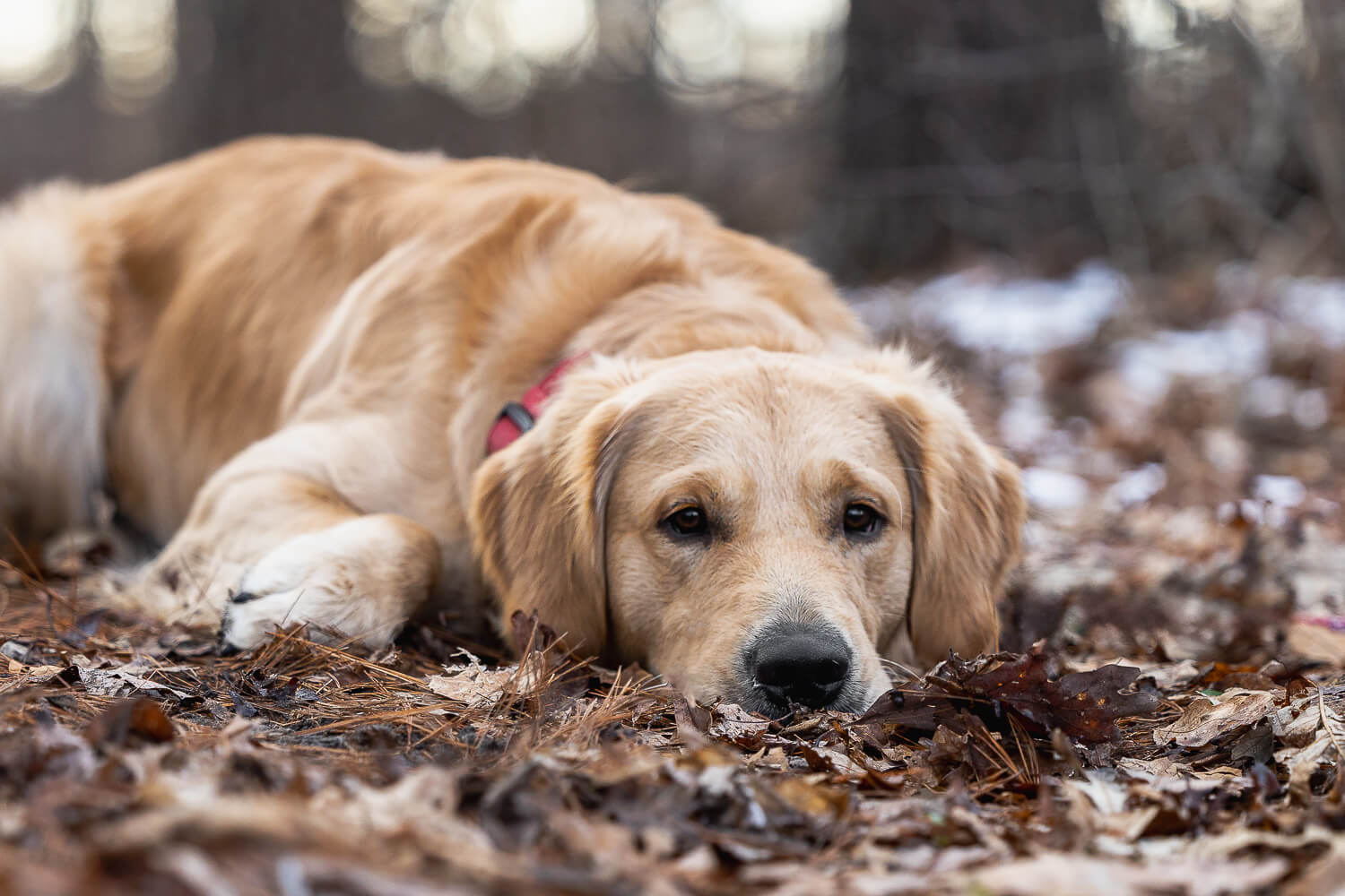 Golden retriver at Canadian Canine College at Norfolk County golden retriever at a dog photoshoot in Norfolk County.