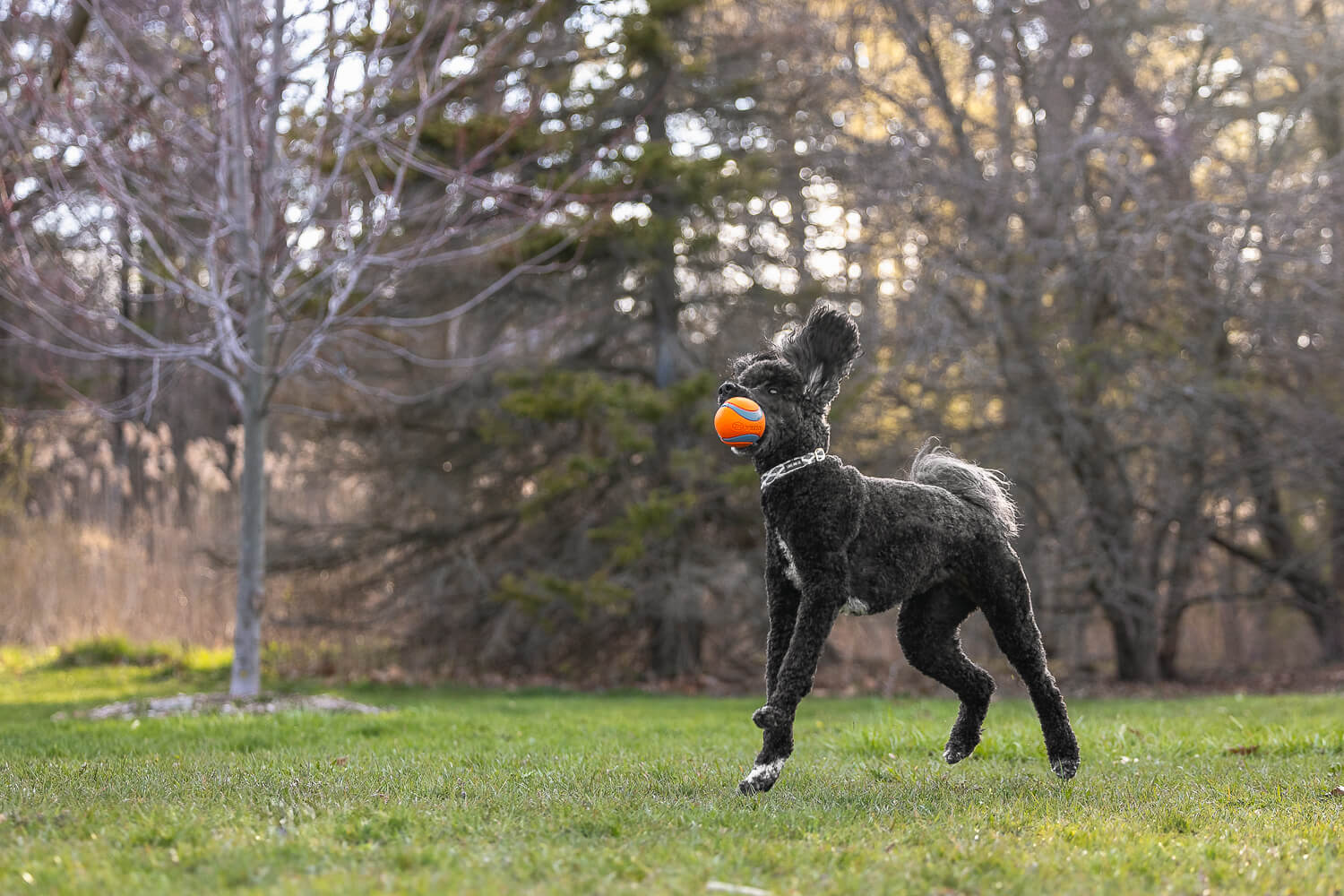 action dog photography at Jack Darling Memorial Park dog action image at a pet photoshoot.