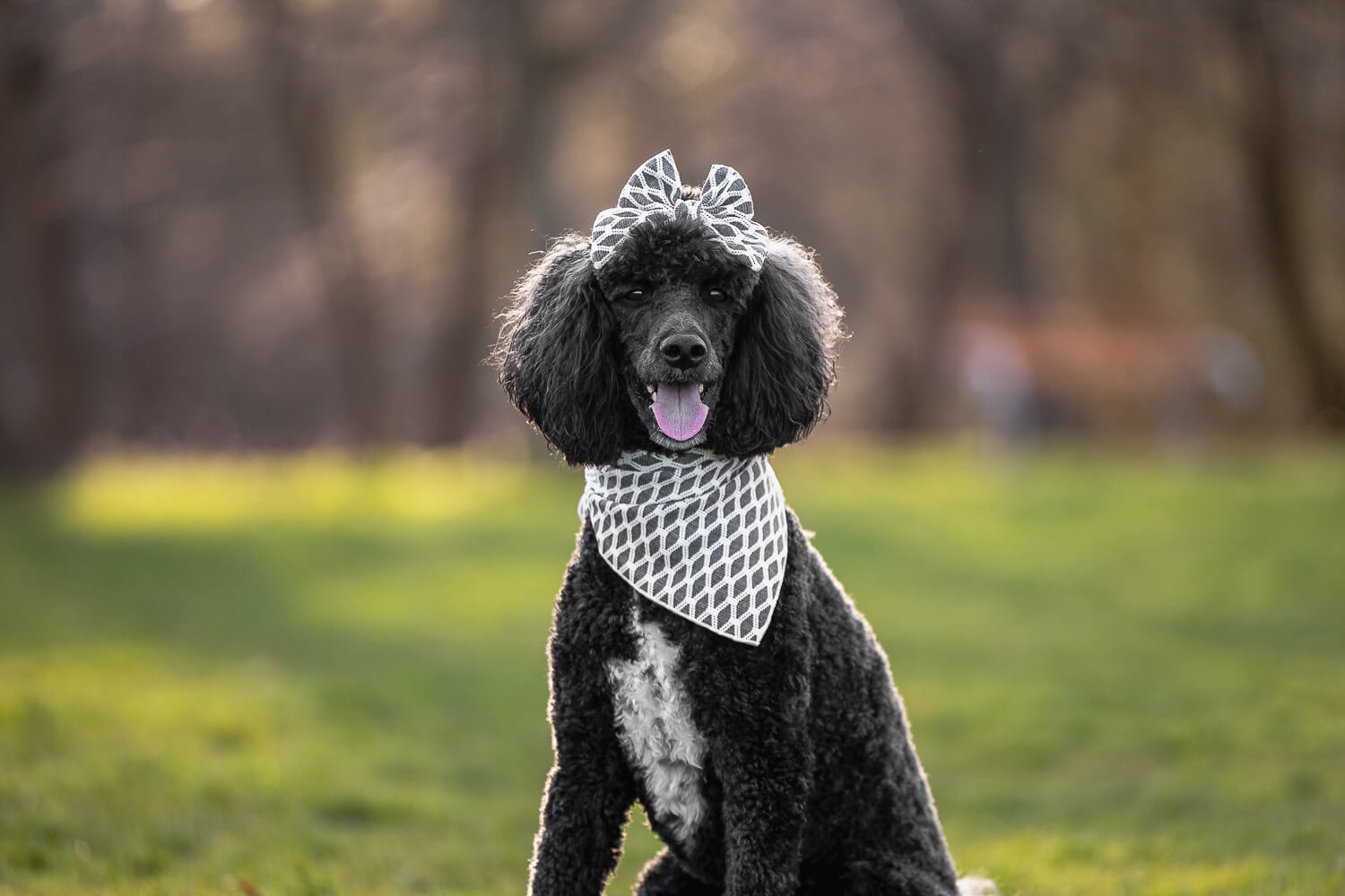 black poodle photoshoot at Jack Darling Memorial Park black poodle at a dog photoshoot in Mississauga, Ontario.