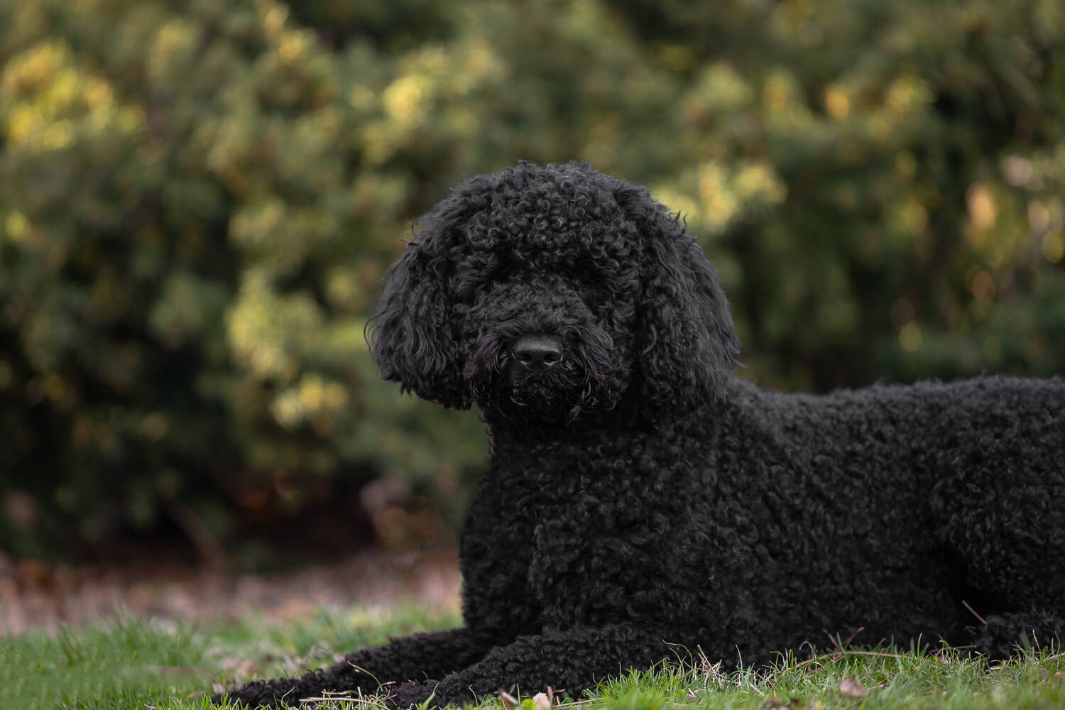 The dog is lying down and looking at the camera at Gage Park.
