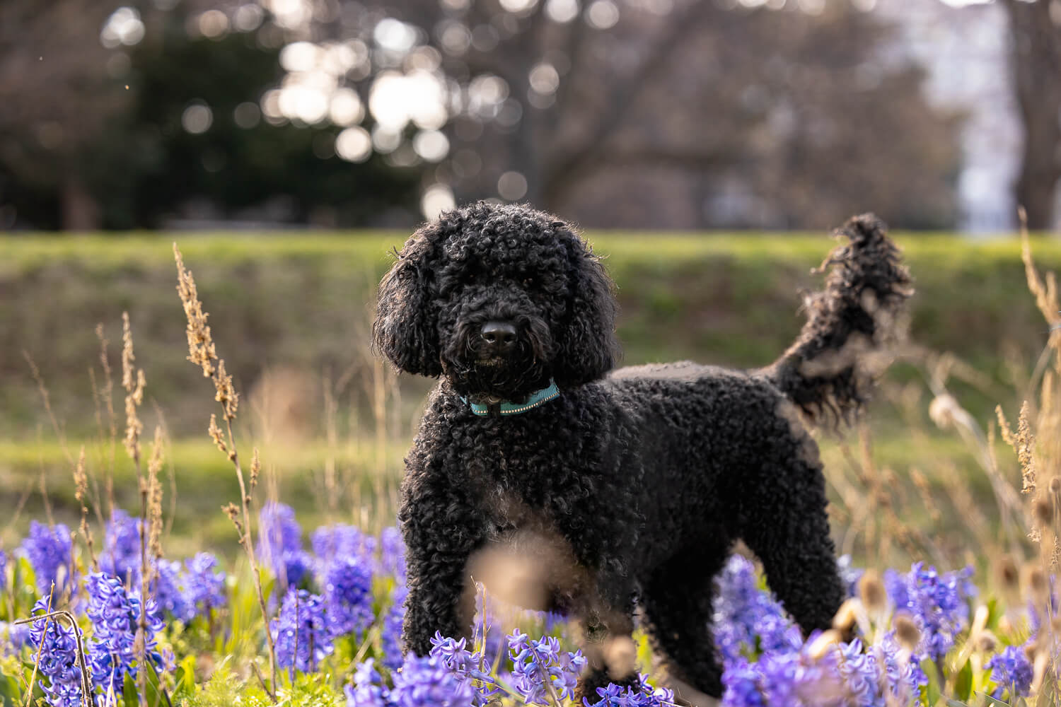 dog standing during her dog photoshoot in Hamilton, Ontario.