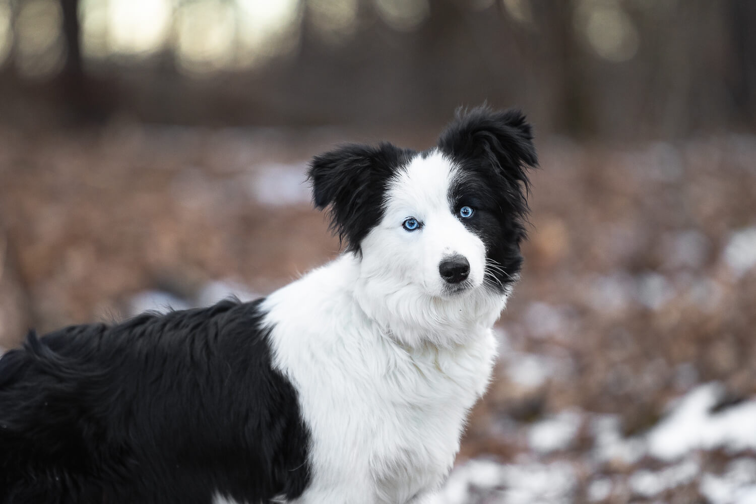 border collie dog photo at Canadian Canine College border collie during a pet photoshoot in Norfolk County looking at the camera.