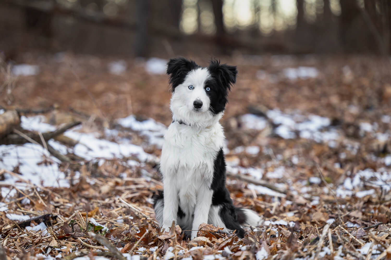 border collie dog photoshoot in Norofolk County border collie at a dog photoshoot at Canadian Canine College