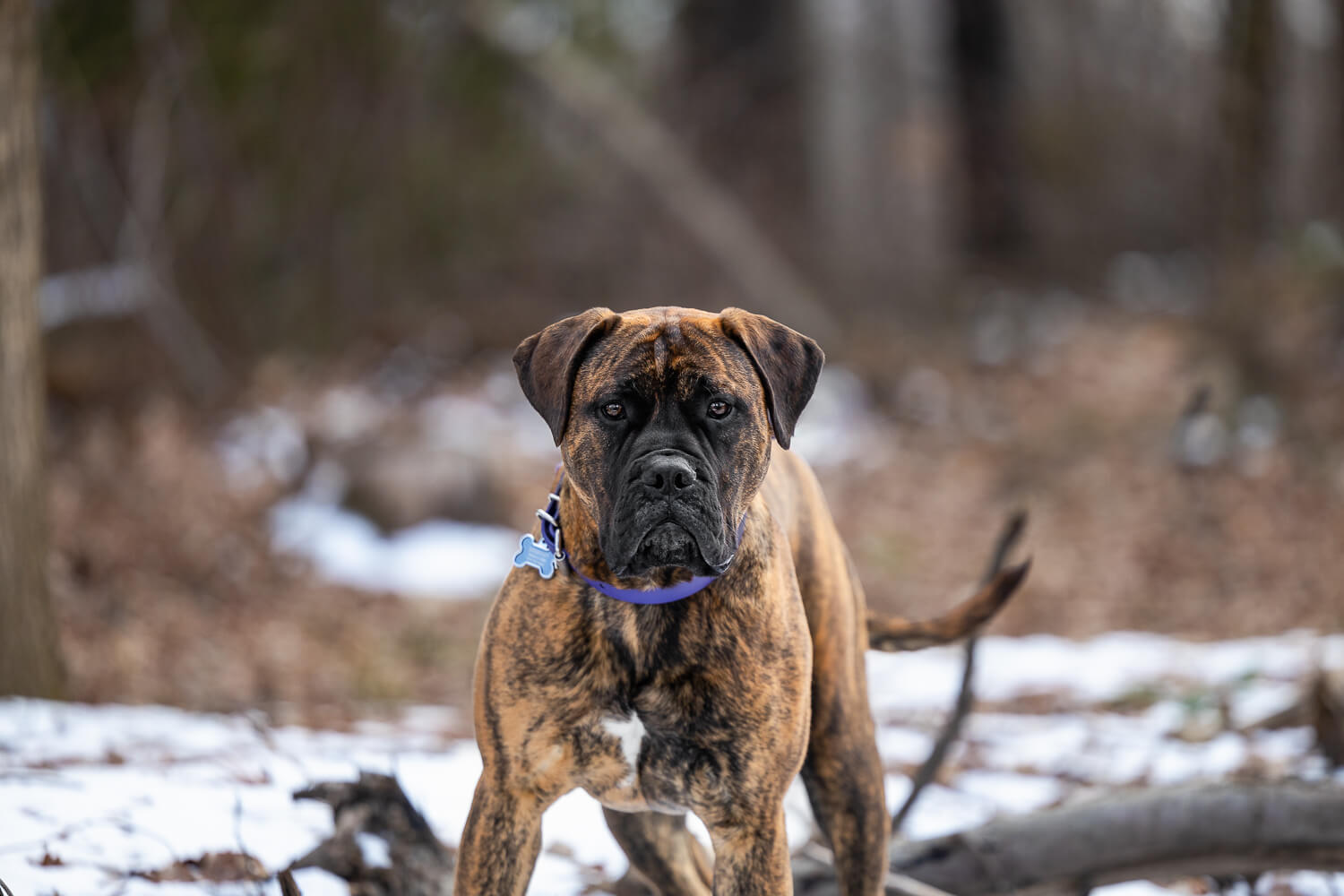 bullmastiff dog photoshoot bullmastiff pet photoshoot in Norfolk County.