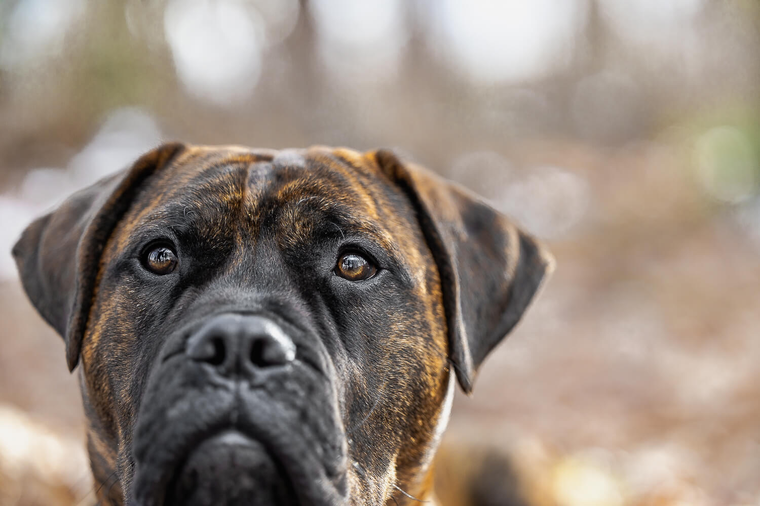 bullmastiff pet photoshoot at Canadian Canine College bullmastiff dog photo in Norfolk County.