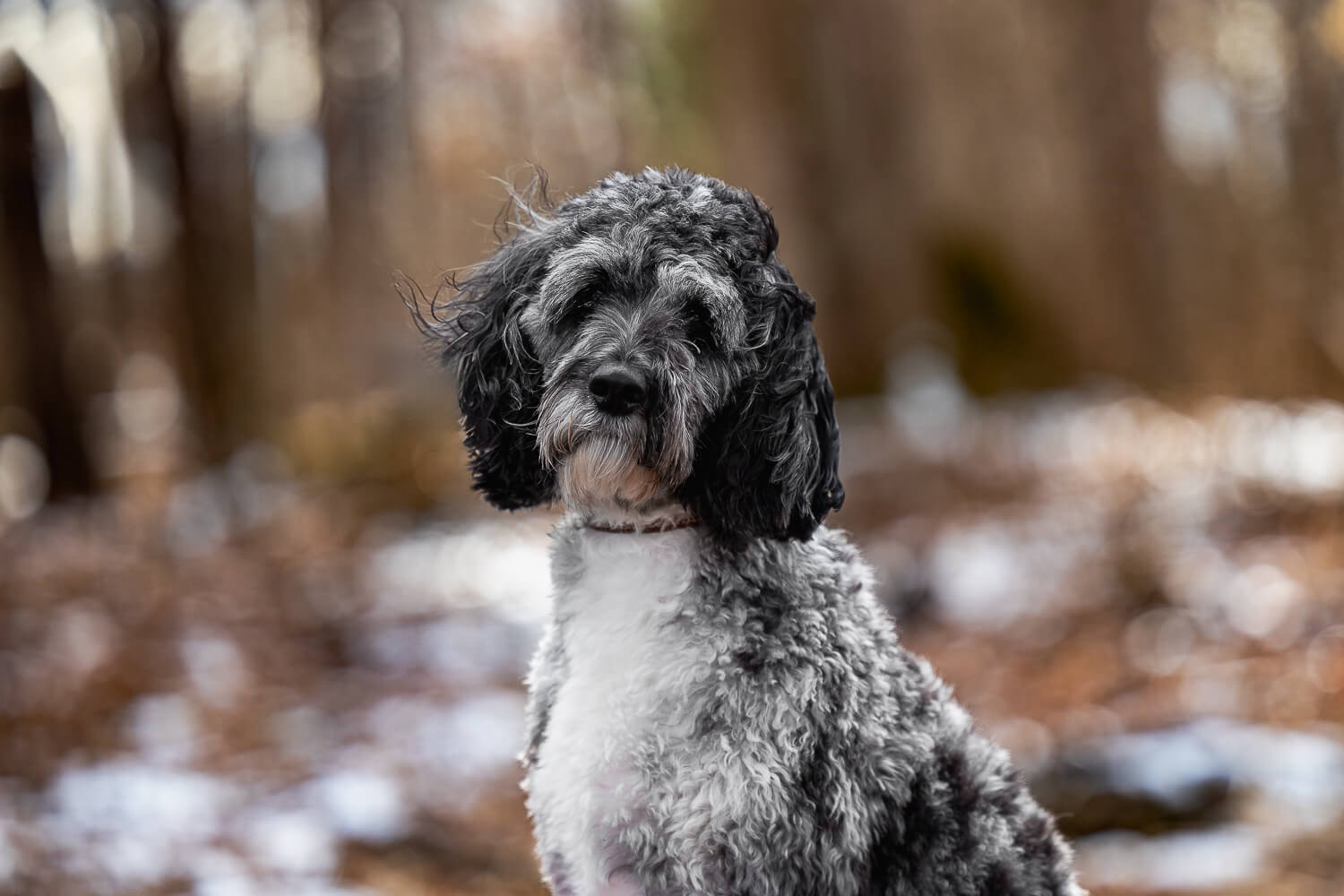 cockapoo photo at Canadian Canie College cockapoo at a dog photoshoot in Norfolk County
