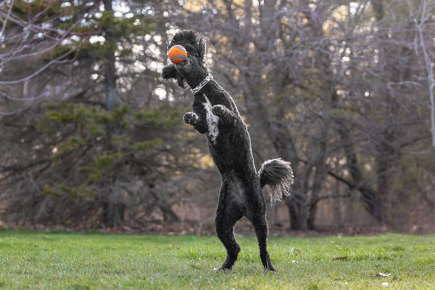 dog action photography in Mississauga action shot of a dog in Mississauga, Ontario.