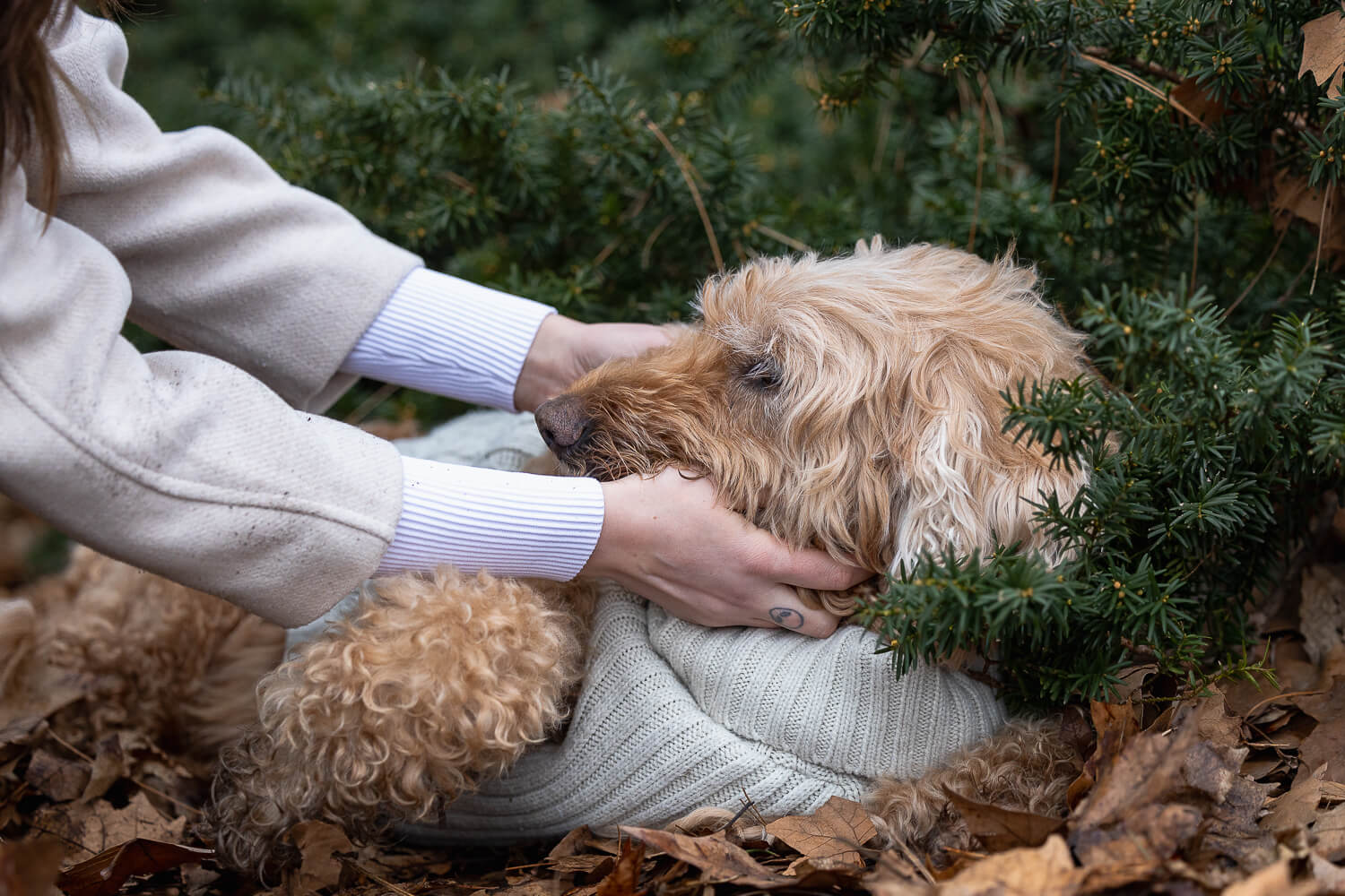dog and owner photoshoot at Gage Park a senior dog and his human at a Rainbow Bridge Session in Hamilton, Ontario.