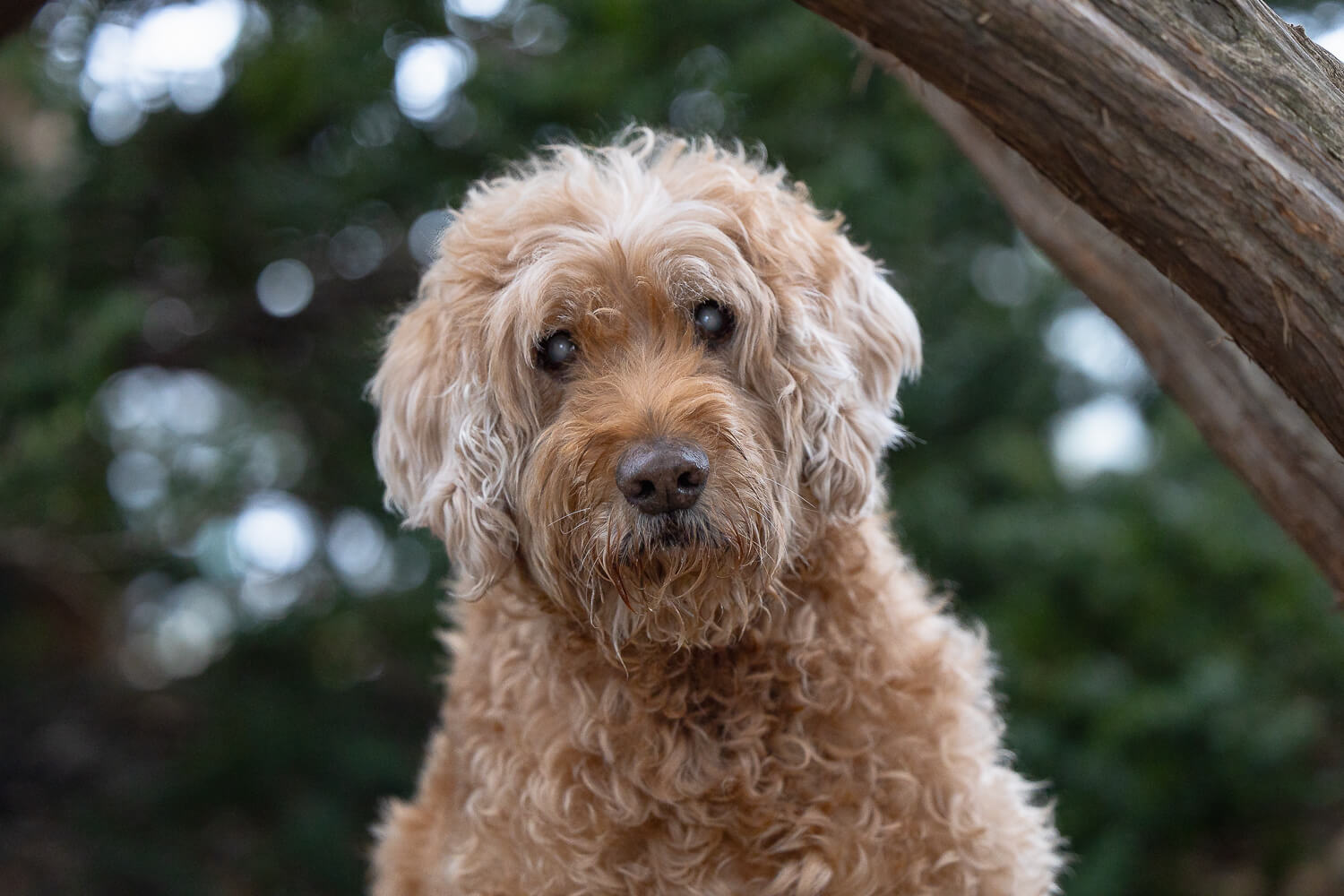 dog photography at Gage Park senior dog at a end of life pet photography session at Gage Park in Hamilton.