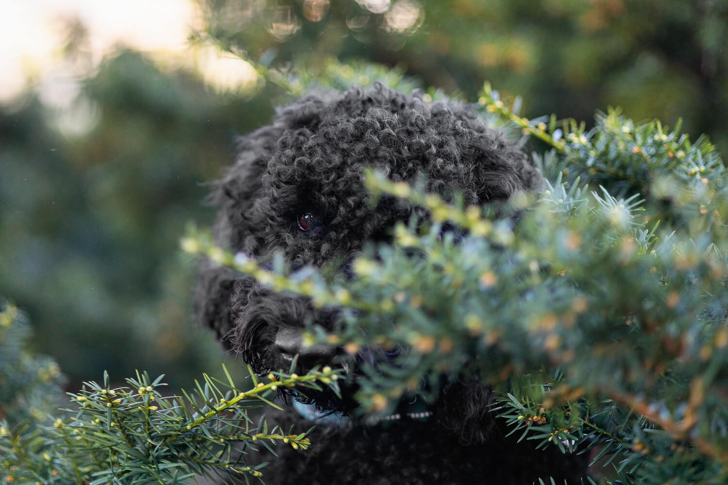 Black dog peaking through a bush in a pet photoshoot at Gage Park.