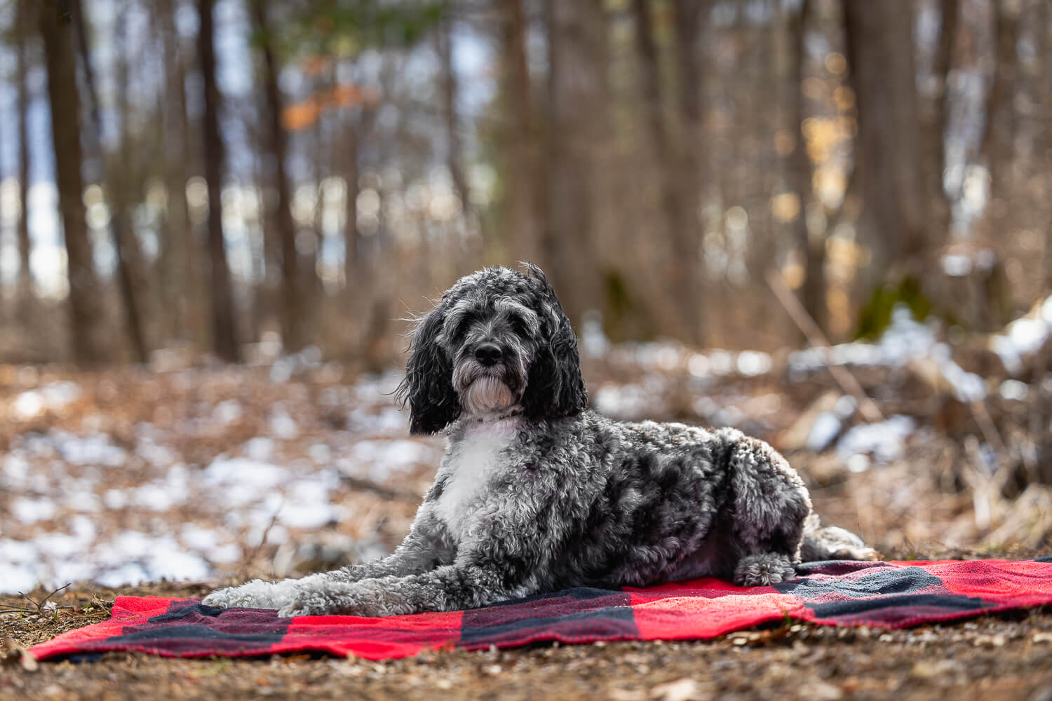 dog photoshoot of a cockapoo in Noroflk County cockapoo lying down during a dog photoshoot at Canadian Canine College.