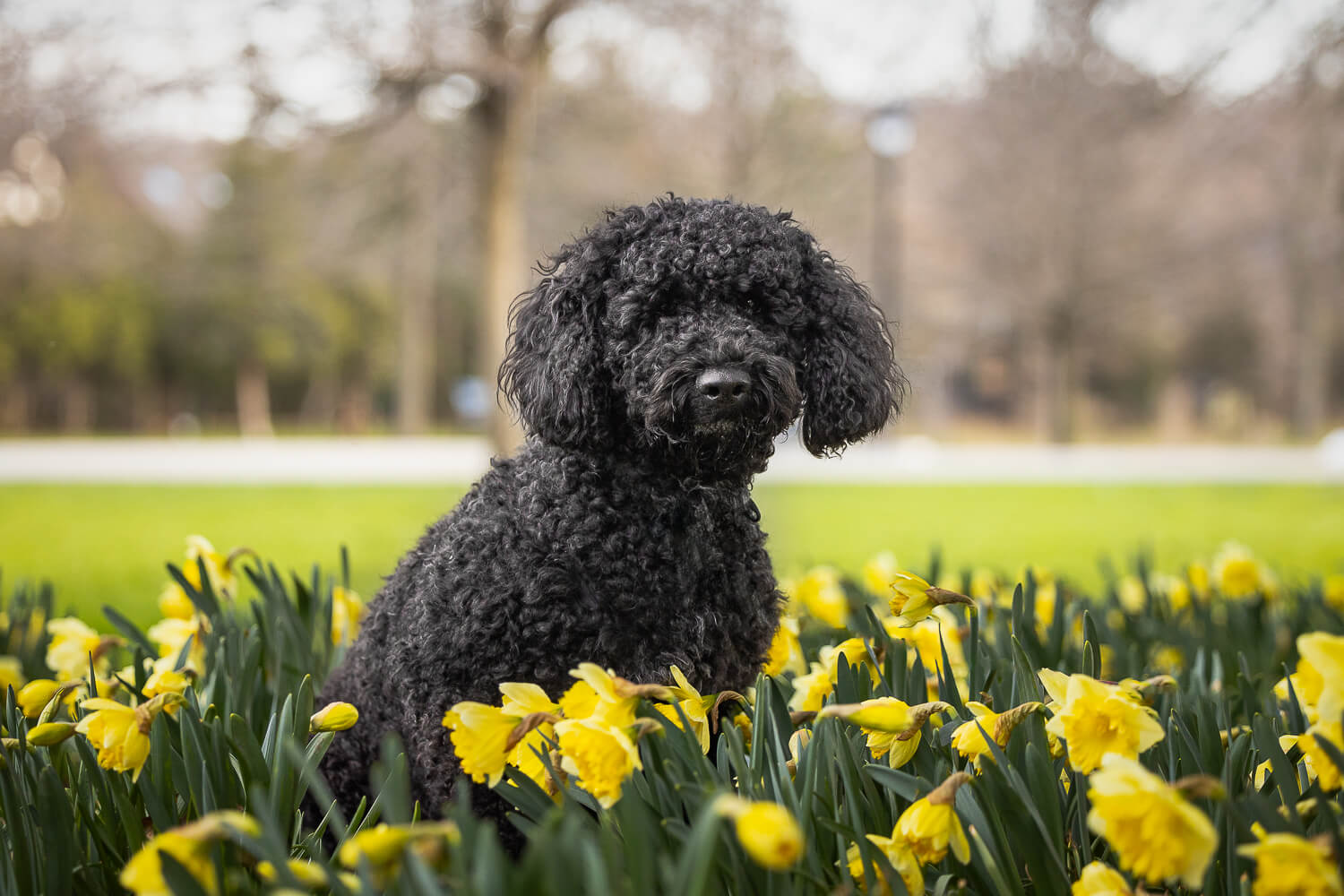 dog sitting with tulips in a dog photoshoot at Gage Park.
