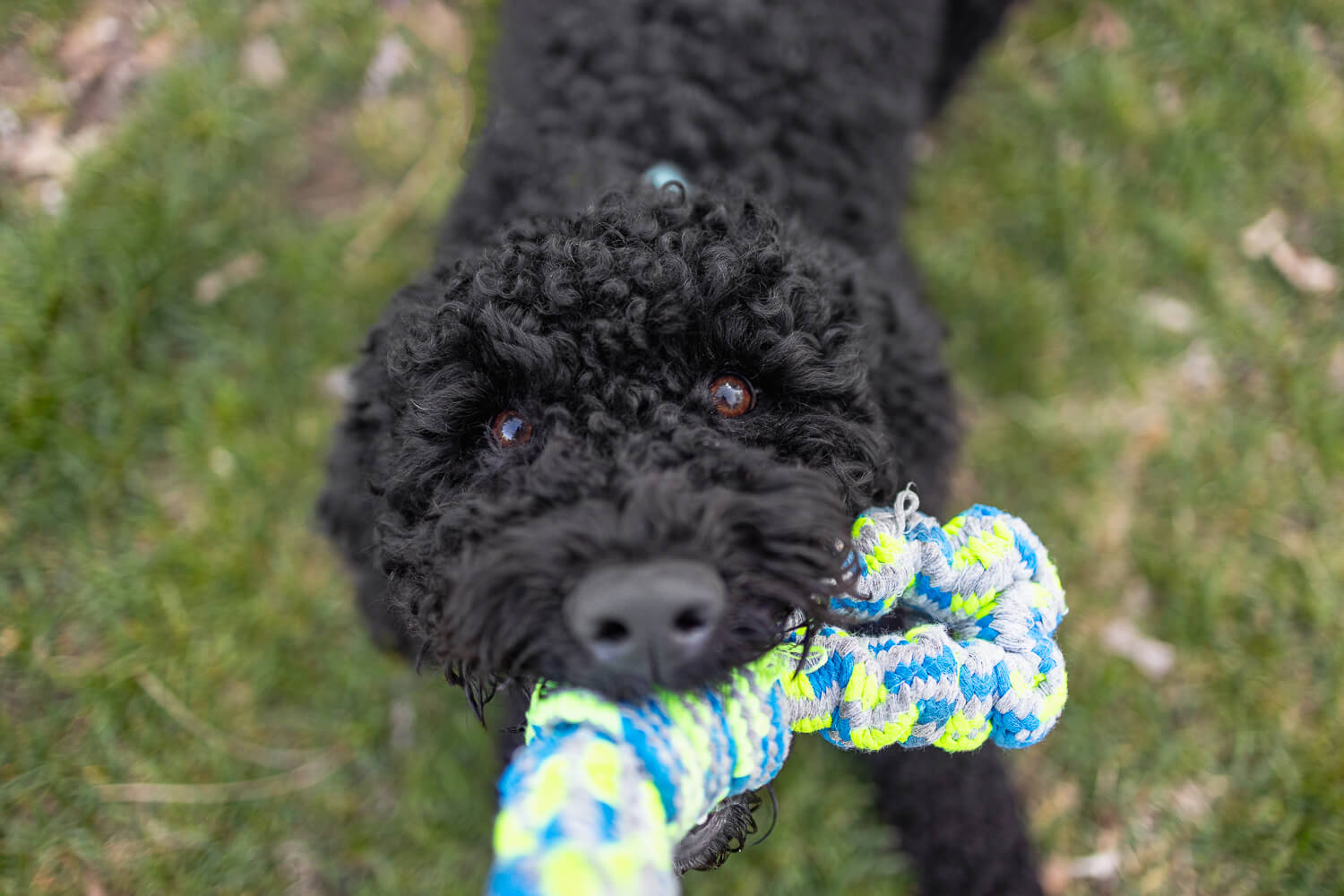 dog playing during a pet photoshoot at Gage Park.