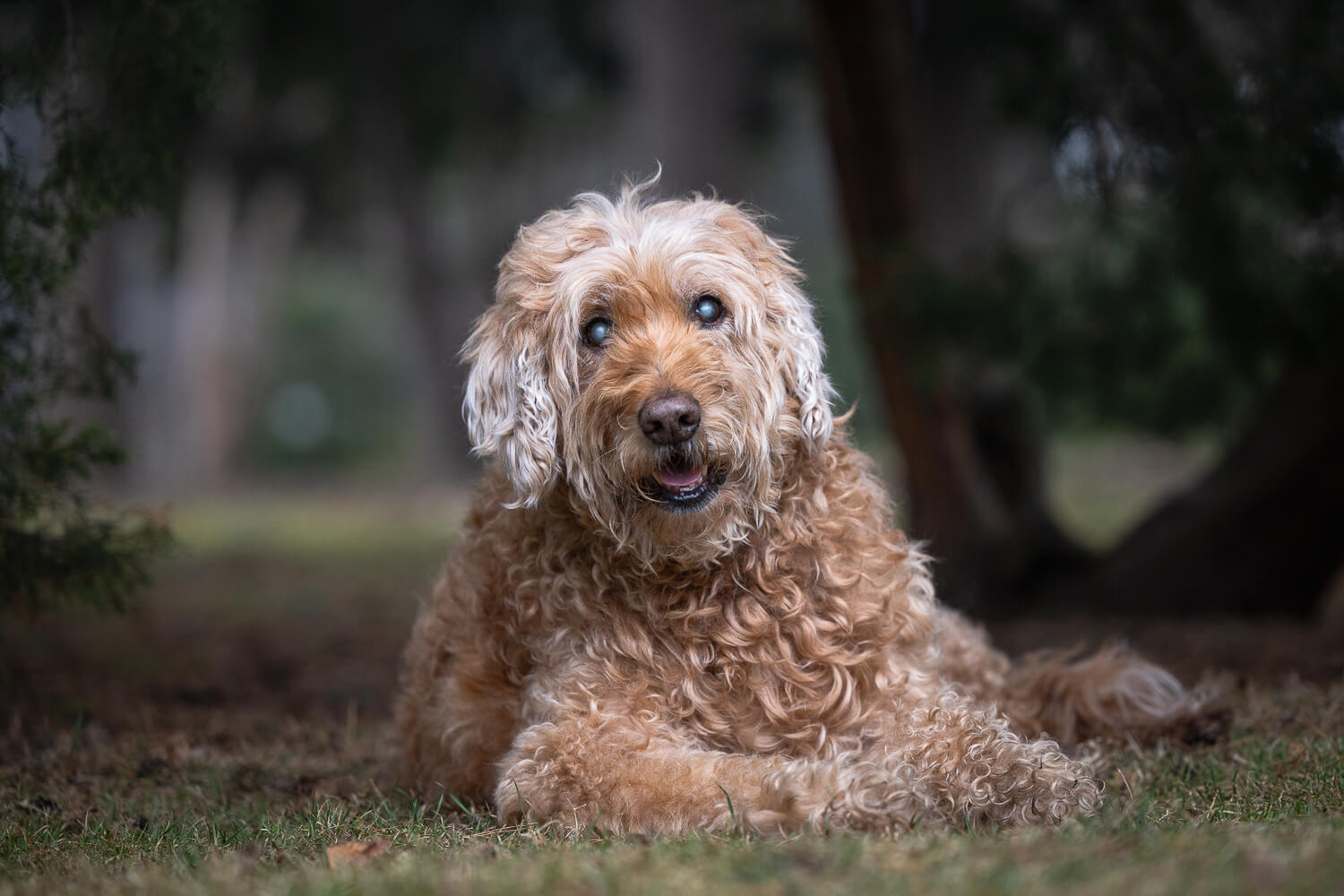 end of life dog photography at Gage Park Senior dog at a Rainbow Bridge Photoshoot Session at Gage Park