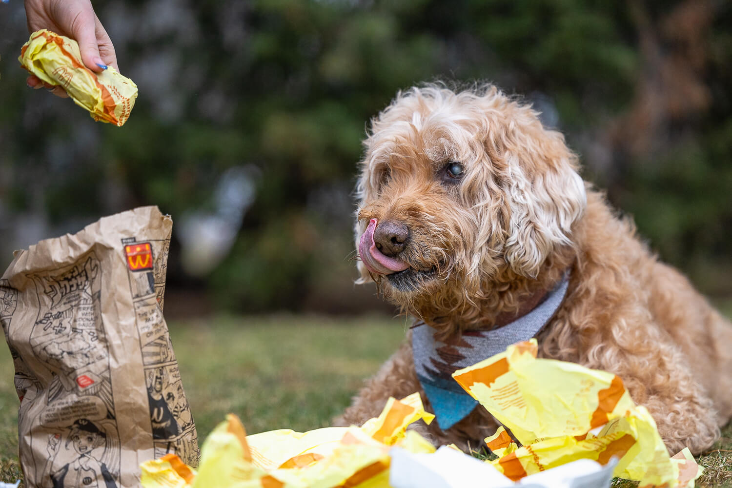 end of life dog photography by Canovas Photography Senior dog eating McDonald's at his Rainbow Bridge Session at Gage Park.