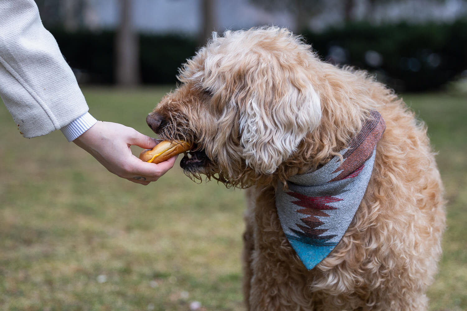 end of life pet photography at Gage Park human feeding a senior dog McDonald's at his End Of Life Pet Photography Session at Gage Park