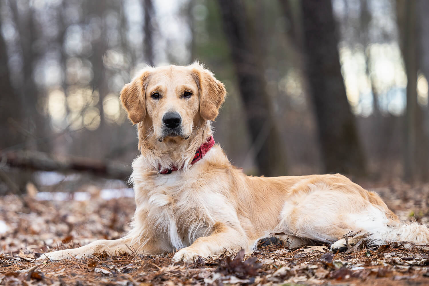 golden retriver at a pet photoshoot in Norfolk County Golden retriever pet photoshoot in Norfolk County.
