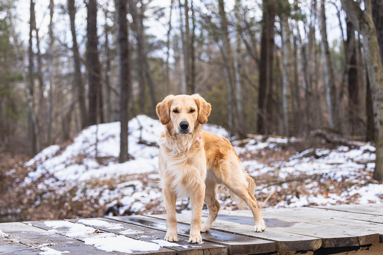 golden retriver standing at Canadian Canine College Golden Retriever standing at a dog photoshoot in Norfolk County.