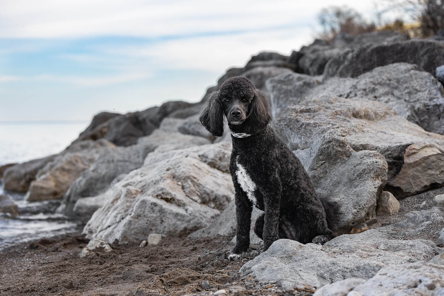 outdoor dog photography of a black poodle black poodle at a beach in Mississauga.