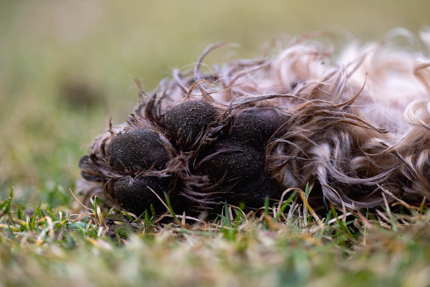 paw print photo in Hamilton, ON paw of a dog at a End Of Life Pet Photography Session at Gage Park.