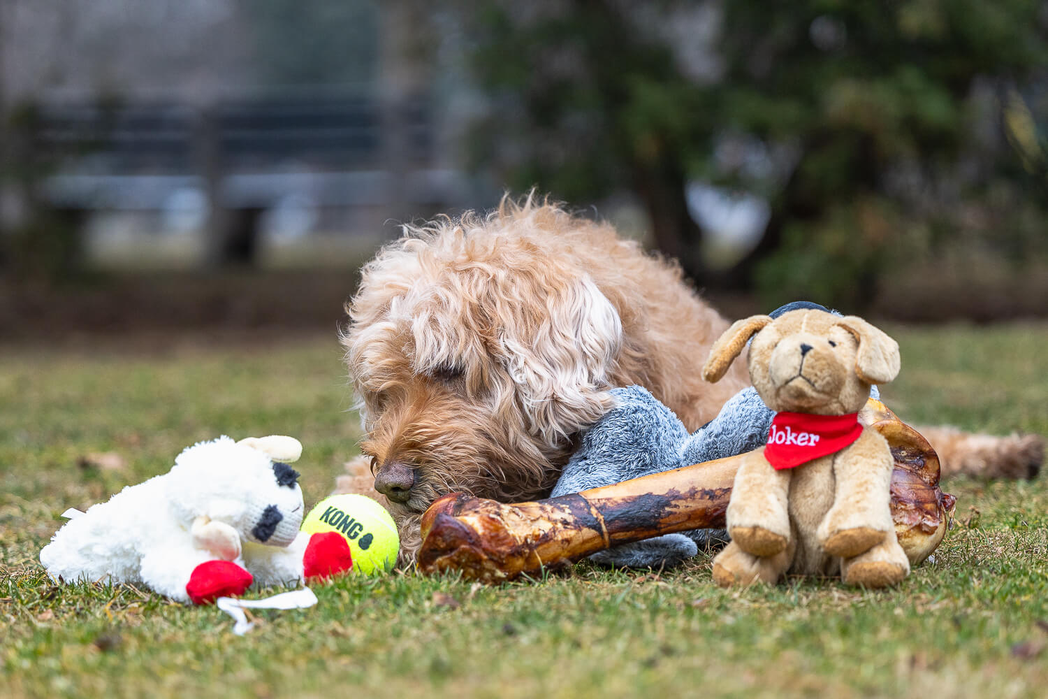 pet photography at Gage Park Senior dog with his toys at the End of life pet photography session at Gage Park