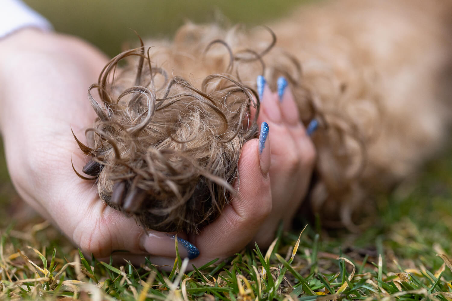 pet photos at Gage Park human holding a senior dog's paw at a end of life dog photography session at Gage Park.