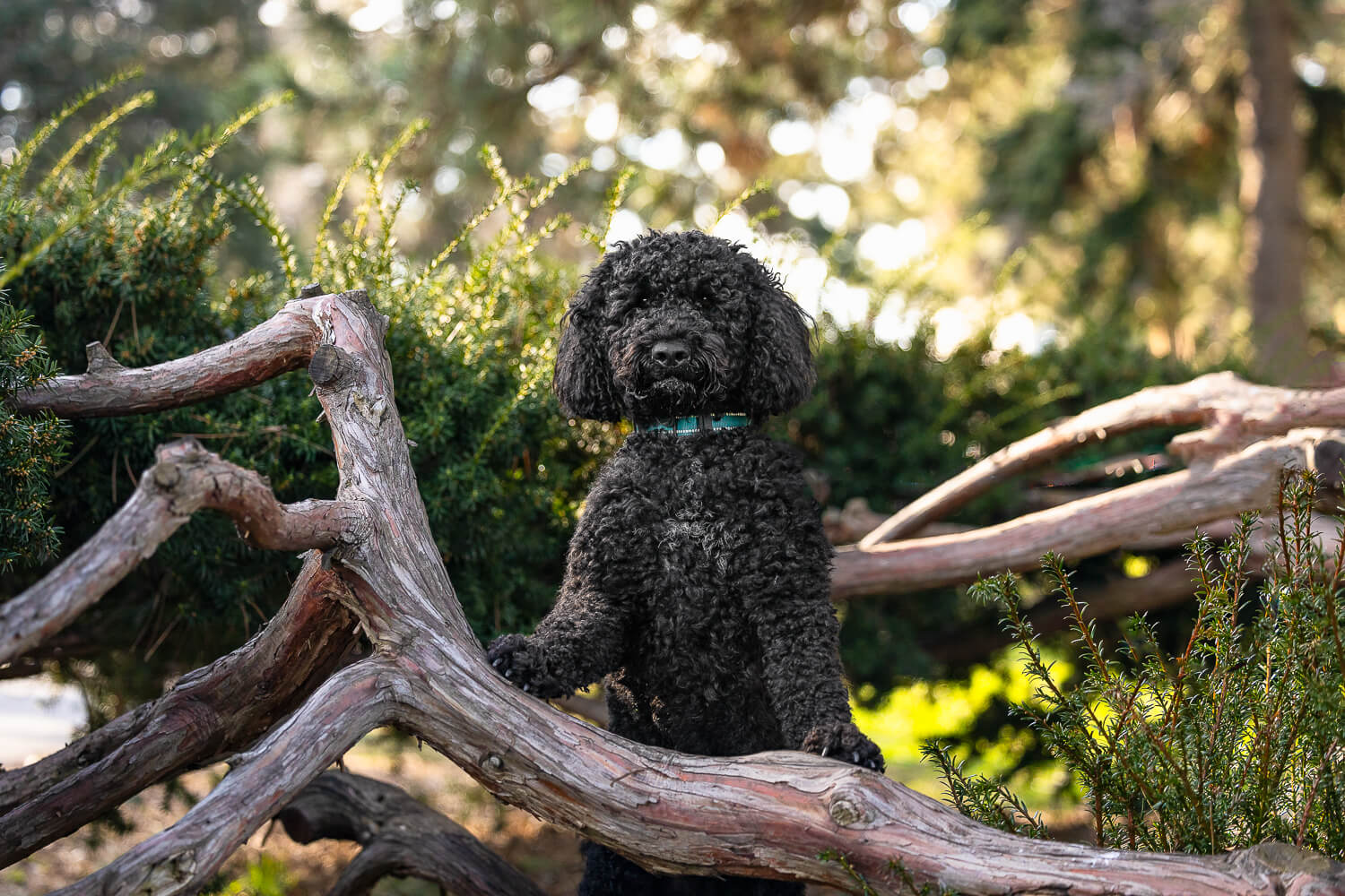 Black portuguese water dog at Gage Park, in Hamilton, Ontario.
