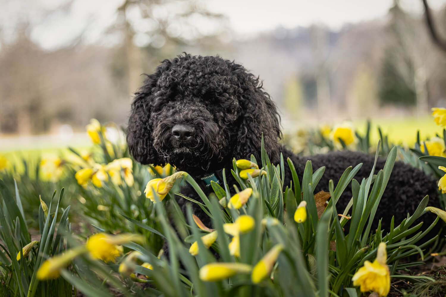dog laying down with tulips at Gage Park