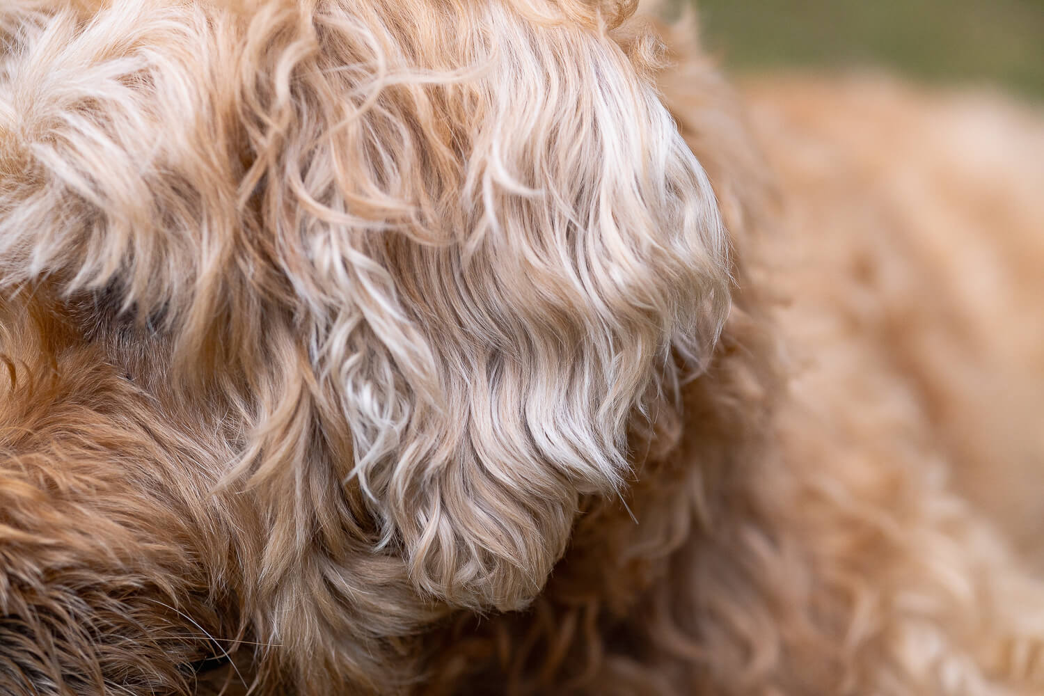 pet photoshoots at Gage Park in Hamilton, ON rainbow bridge of a senior dog at Gage Park in Hamilton, Ontario.