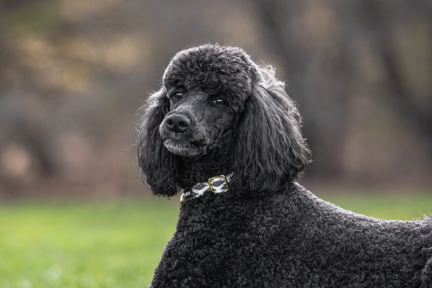 pet portrait of a black poodle in Mississauga black poodle posing on a photoshoot in Mississauga, Ontario.