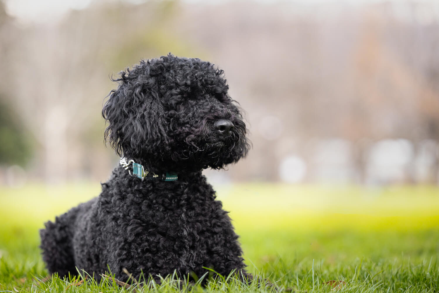 portuguese water dog looking away shot during a dog photoshoot.