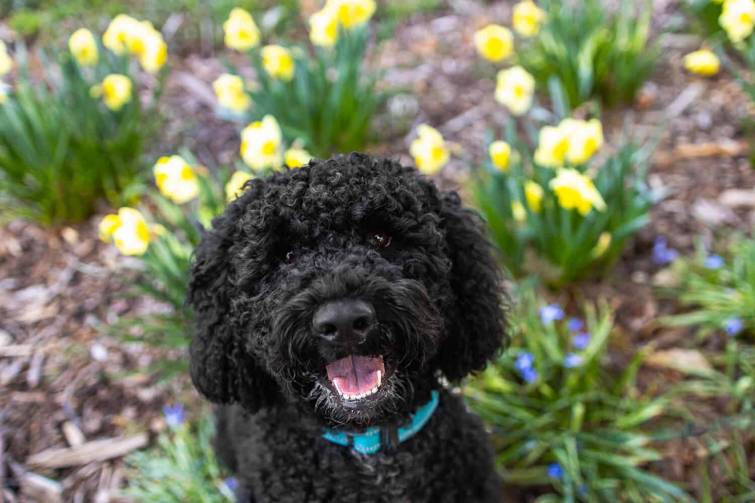 dog looking up at the camera during a dog photoshoot at Gage Park