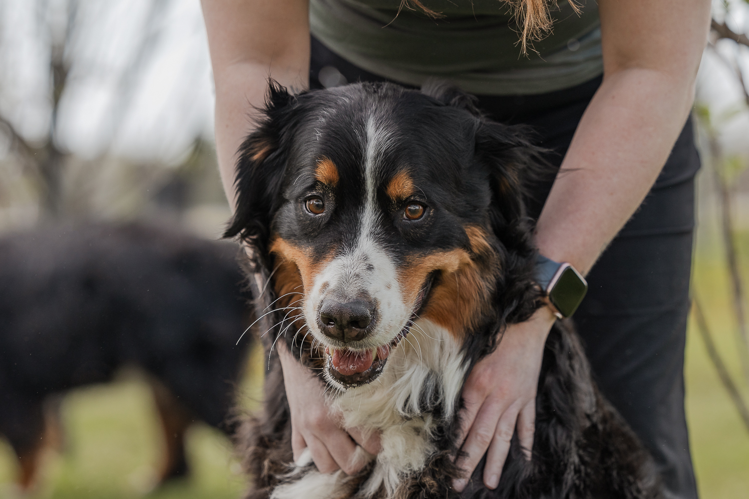 bernese mountain dog at hounds of erie Bernese mountain dog at Hounds Of Erie in Norfolk County.