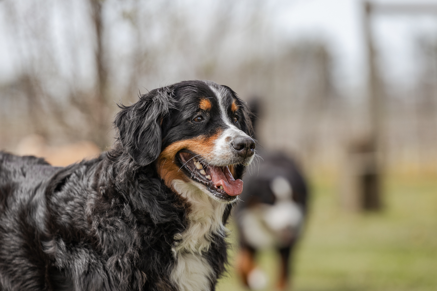 bernese mountain dog in Norfolk County Bernese Mountain Dog at Hounds Of Erie Winery