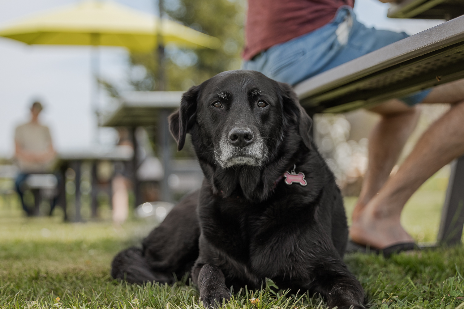 black lab at Hounds Of Erie dog at Hounds Of Erie Winery