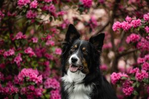 Australian Shepherd posing during his pet photoshoot.