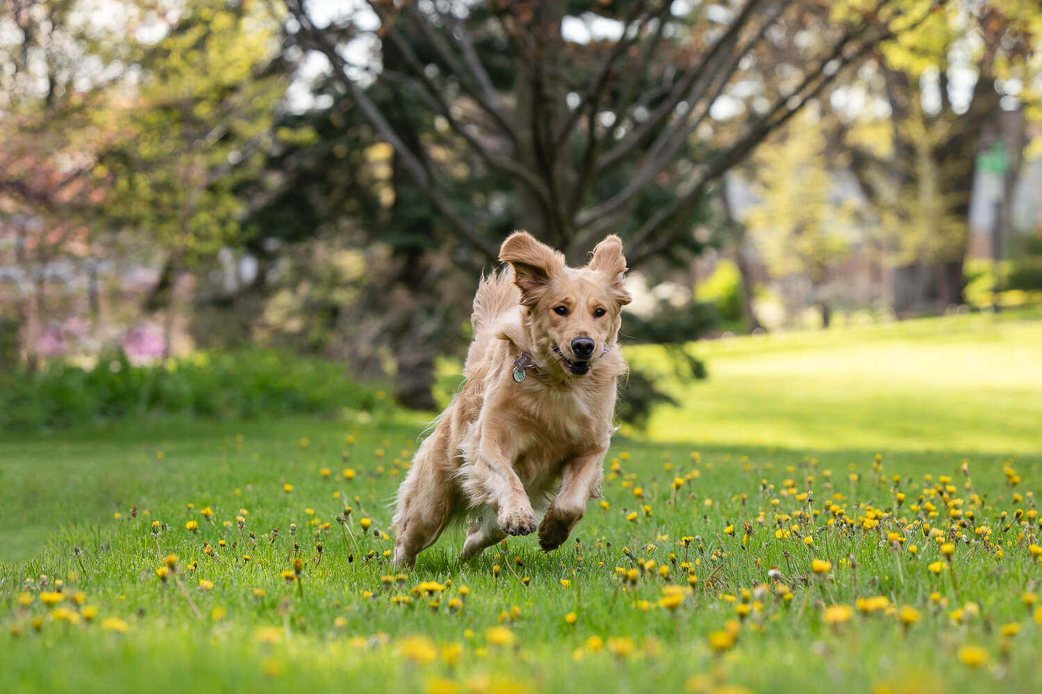dog action photos Yellow Lab running during our pet photoshoot.