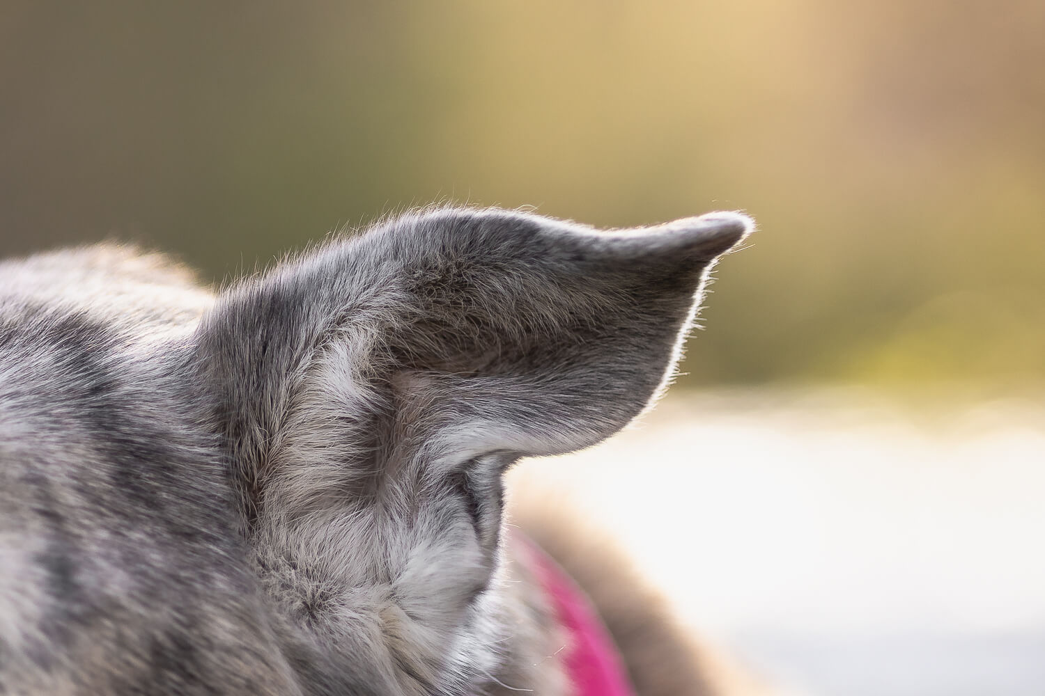dog end of life photography in Burlington, ON detail image of an ear of a senior dog